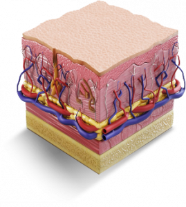 3D-Collagen-Remodeling-269x300